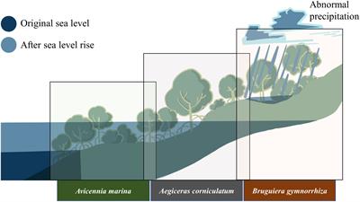 Response adaptive mechanisms of three mangrove (Avicennia marina, Aegiceras corniculatum, and Bruguiera gymnorrhiza) plants to waterlogging stress revealed by transcriptome analysis